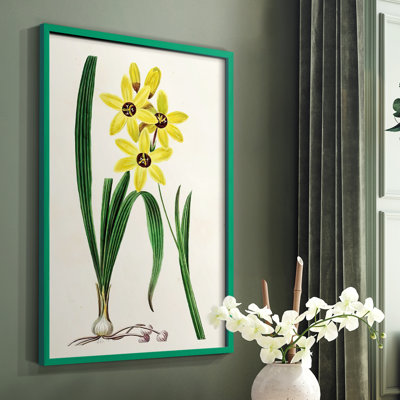 Reproduction encadrée Antique Floral Folio VI - bois massif