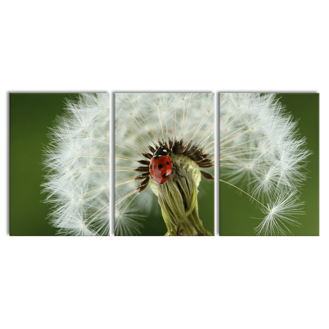 3-tlg. Leinwandbilder-Set Marienkäfer auf Pusteblume in Weiß/Grün