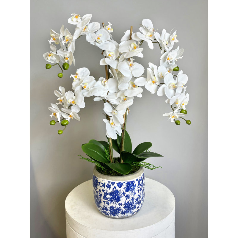 Phalaenopsis Floral Arrangement