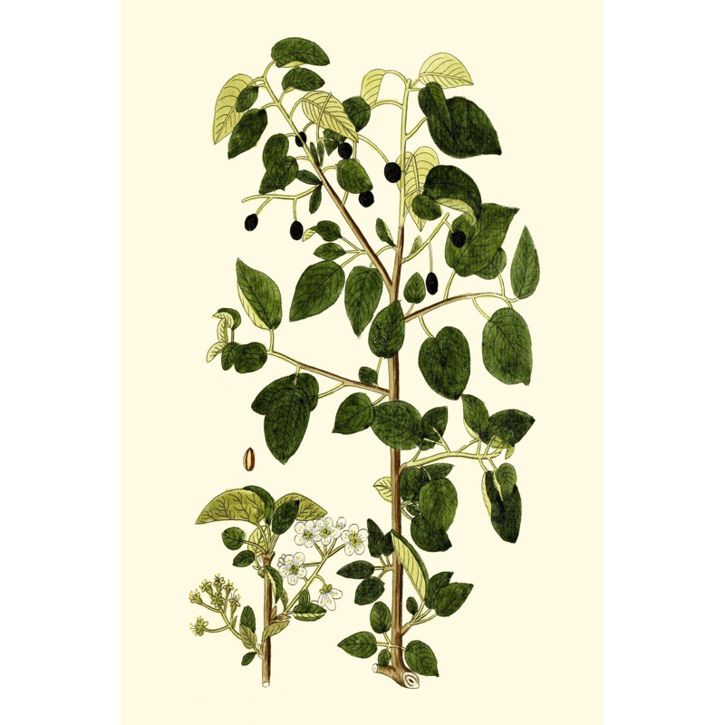 Olive Greenery V - Wrapped Canvas Painting, 122cm H x 81cm W