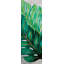 «Three Big Exotic Plant Leaves», reproduction encadrée