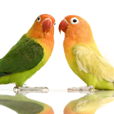 " Fisher's Love Bird " by Globalp