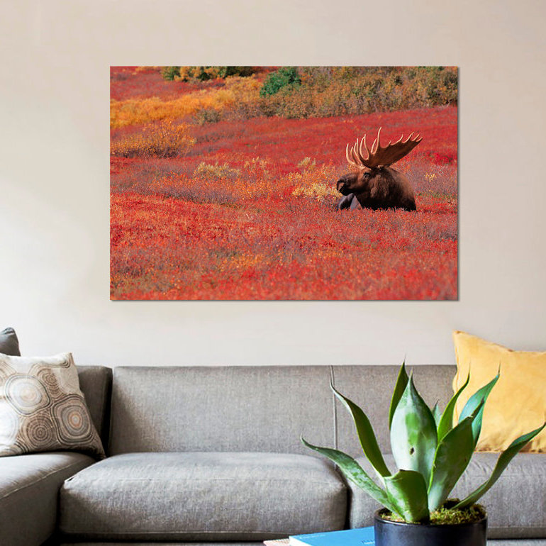 « bull orignal, denali national park & preserve, alaska, usa », reproduction de photo sur toile, H 8 po x l 12 po x P 0,75 po