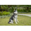 Husky sibérien assis