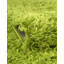 Tapis vert Torun-697925717