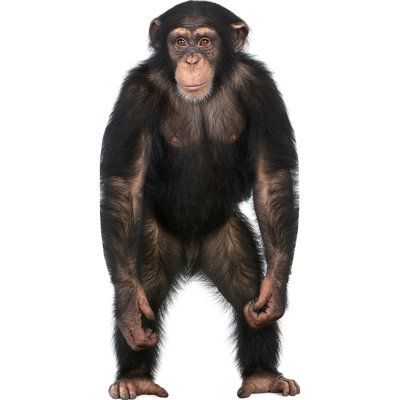 Chimpanzee Cardboard Standup