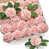 Blush Pink