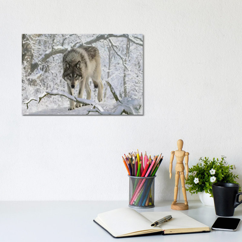 Zoo Wolf 04 by Gordon Semmens - Wrapped Canvas Print, 20.32 cm H x 30.48 cm W