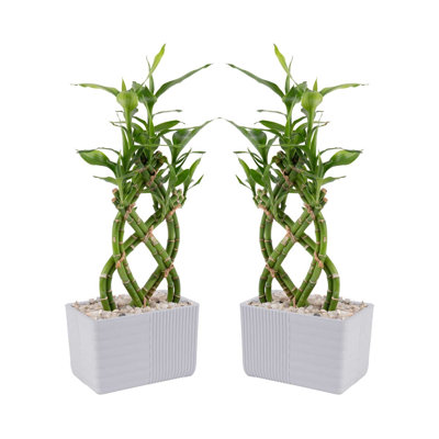 Costa Farms Indoor Lucky Bamboo House Plant in 4-inch Décor Pot