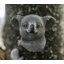 Harkless Koala Resin Garden Statue