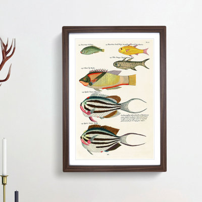 East Indies Fish Illustrations Fol. 26 by Louis Renard - Picture Frame Painting Print