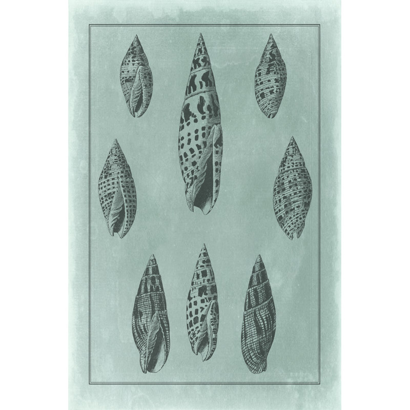 Spa Shell Collection IV, 46cm H x 30cm W x 3.8cm D