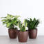 Live Low Light Houseplant Set-100088148