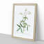 White Roses of York by Pierre-Joseph Redoute - Framed Print-55612523-55612522