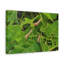 No Frame Print on Canvas