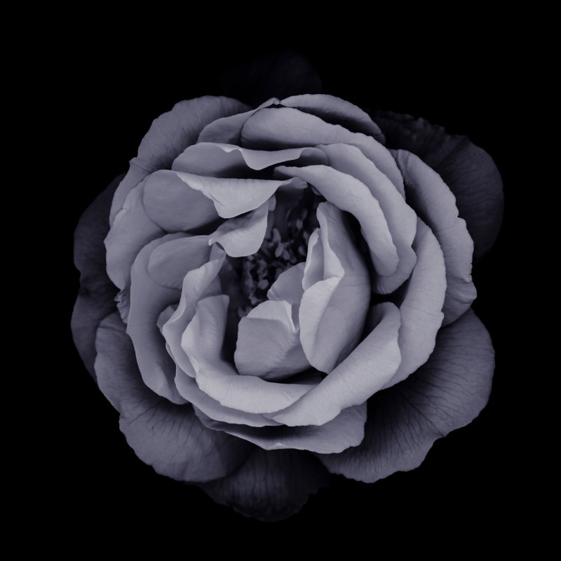 Monochrome Rose - Wrapped Canvas Print, 91cm H x 91cm W x 3.8cm D