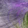 Premium Machine Washable Cerrito AMF513 Purple Rug