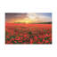«Nice Sunset Over Poppy Field Flower», art mural sur toile-1601115305