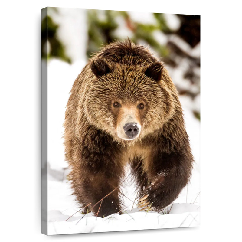 Brampt Walking Grizzly Bear, 36" H x 24" W