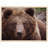Brown Bear Print - Wildlife Animal Wall Art - Bear Illustration Canvas Poster - Forest Nature Artwork - Rustic Cabin Lodge Decor - Scenic Animal Wall Hanging - Modern Home Decoration Art Print-1321617293-1324241378
