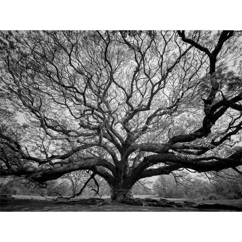 Arbre de vie - reproduction de photo sur toile tendue, 16 po x 20 po, H 16 po x l 20 po x P 1 po