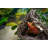 Reptology Lizard Lounger Hanging Hideout with Vines
