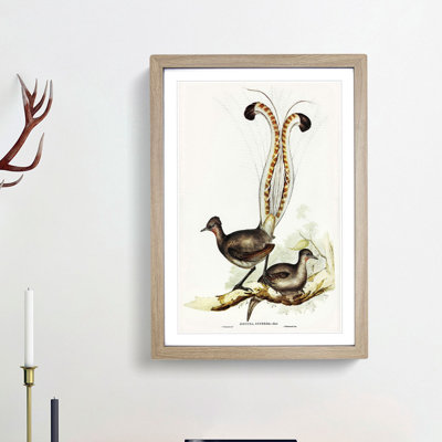 Lyrebird by Elizabeth Gould - Framed Print