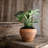 Pot Planter