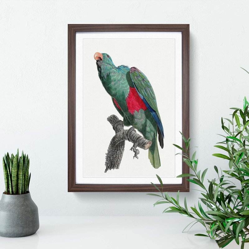 Eclectus Parrot by F. Levaillant - Picture Frame Art Print, Walnut Framed, 36cm H x 27cm W x 2cm D