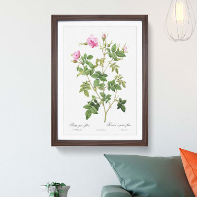Wild Rose in Pink by Pierre-Joseph Redoute - Framed Print