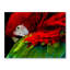 Parrot Pose Print-59678939-59773098