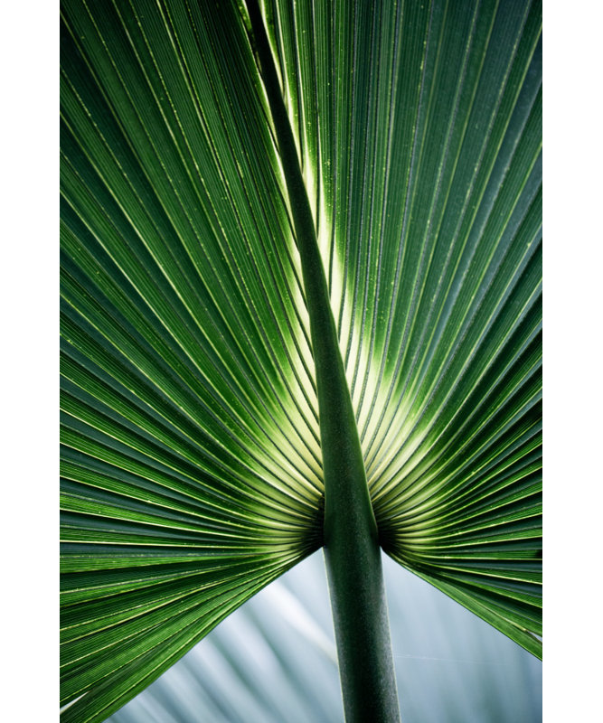 Wrapped Canvas Print, 76.2 cm H x 50.8 cm W