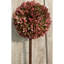 Anastasija Arrangement