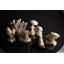 Sculpture Chanterelle