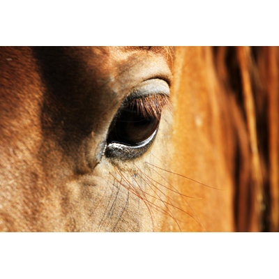 " Horse Eye "