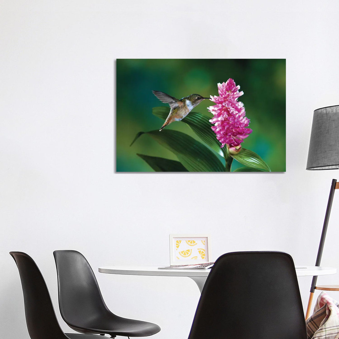 Female Scintillant Hummingbird At Flowers Of An Epiphytic Orchid, Monteverde Cloud Forest Reserve, Costa Rica by Michael & Patricia Fogden - Wrapped C
