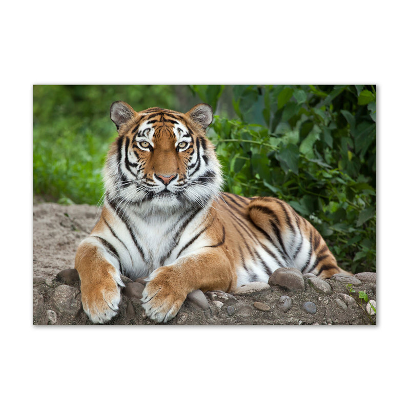 Siberian Tiger - Wrapped Canvas Print