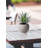 8'' Evergreen Grass in Stone Pot-828507521