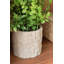 Eucalyptus en pot (ensemble de 2)