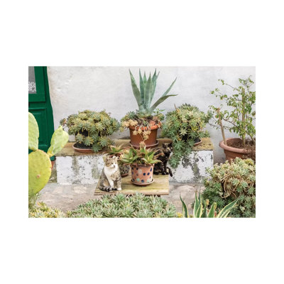 Plants Adorn The Outside Walls Of The Sassi Houses 1 Piece Wrapped Canvas Painting
