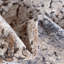Parrado Ikat Indoor Rug-61862830