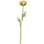 Ranunculus - 19.5 Inches Box of 12-2146916286