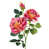 Corail, fuchsia