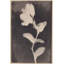 Fadedbloom Print by Other Artist-463256322-463256323-463256325