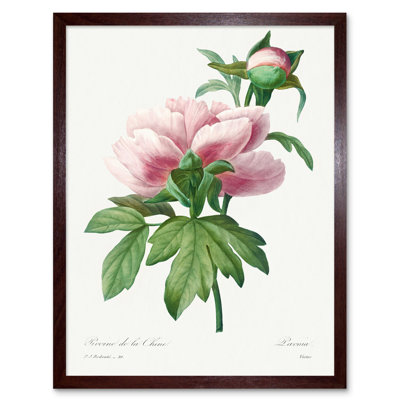 Vintage Pink Peony Bloom Illustration Flowers - Single Picture Frame Print