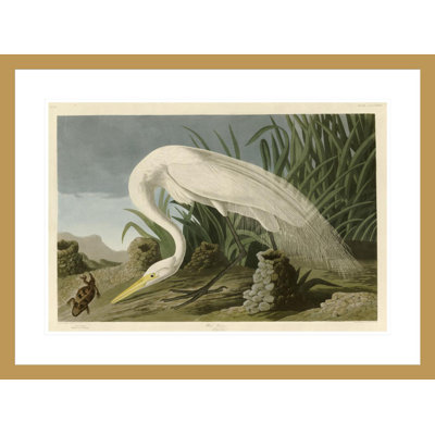 White Heron by   John James Audubon -Framed Giclee Print