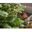 Norway Christmas Tree-50338651