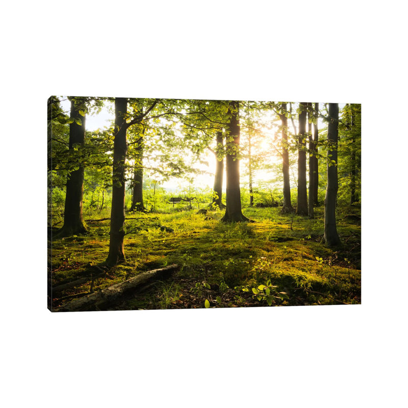 Forest by Stefan Hefele - Wrapped Canvas Print, 20.32 cm H x 30.48 cm W