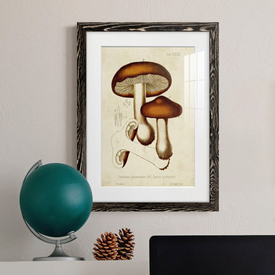 Champignon Variétés VI encadré mat - prêt à accrocher