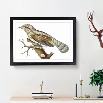 Wryneck Woodpecker by George Shaw - Framed Print